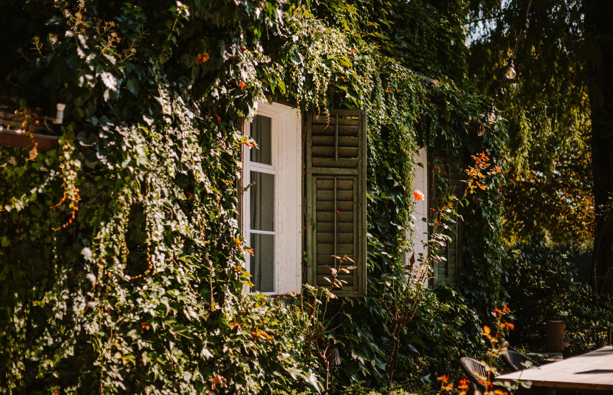 Efeubewachsene Fassade der Villa Bulfon mit offenem Fenster und Lichterkette im Garten